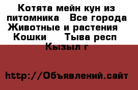 Котята мейн-кун из питомника - Все города Животные и растения » Кошки   . Тыва респ.,Кызыл г.